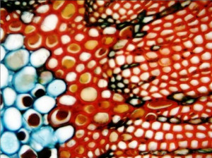 Цифровой микроскоп XS-3330 LED MICROmed (с камерой 5 Мп.) - Фото 1