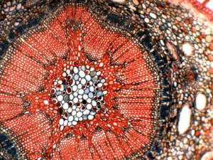 Цифровой микроскоп XS-3330 LED MICROmed (с камерой 5 Мп.) - Фото 1